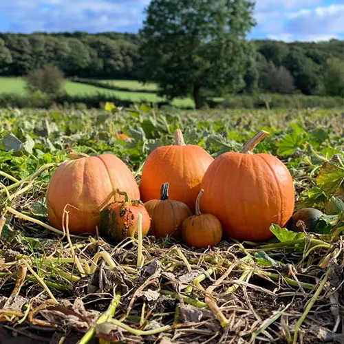 Pumpkins in the field at Ashover Family Farm