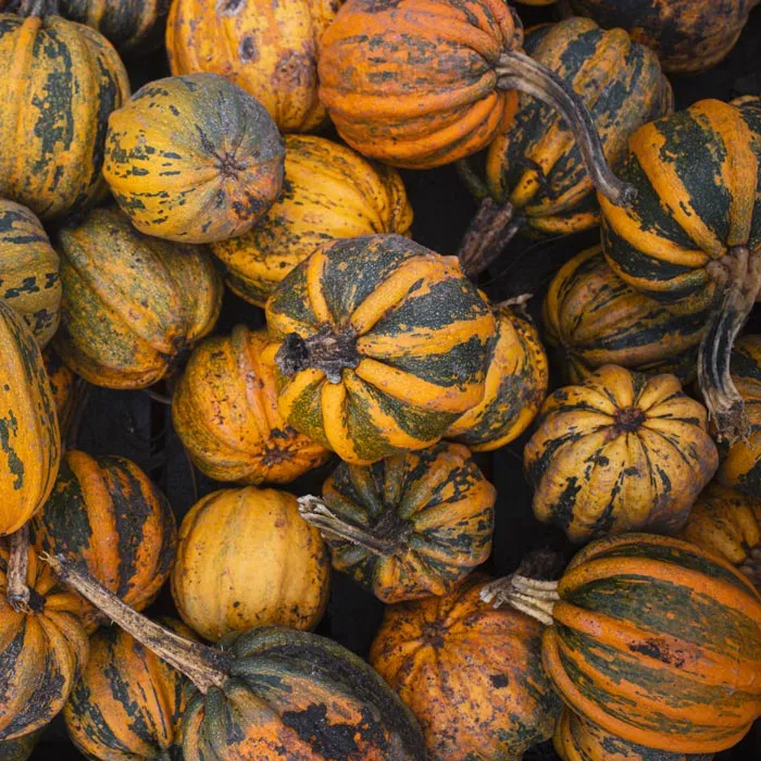 A pile of striped and orange gourds