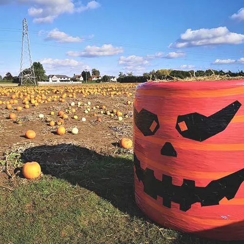 A carved straw-bale pumpkin in the field at Millets Farm Centre